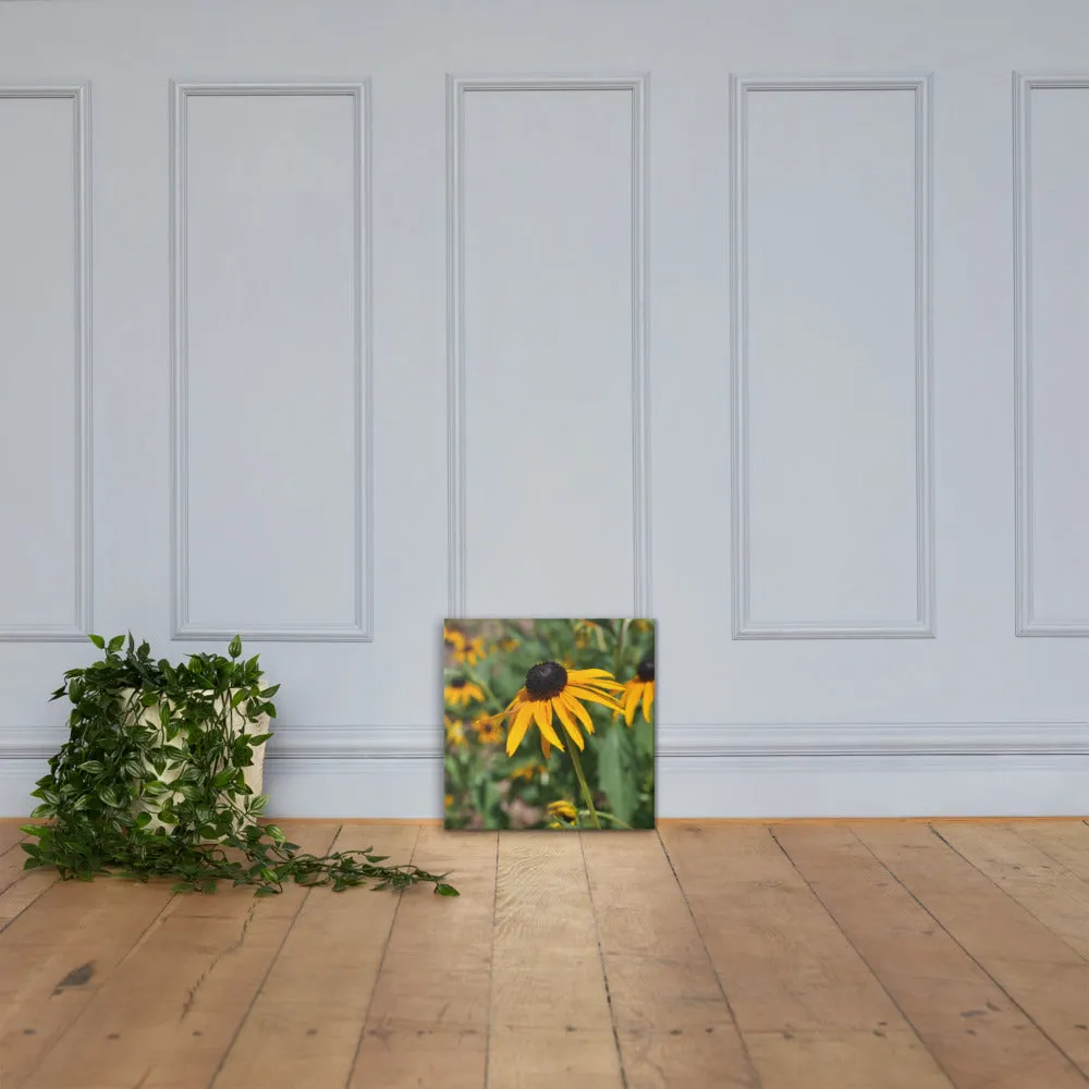 Black-eyed Susan Canvas - Photograph by Alex Osborn