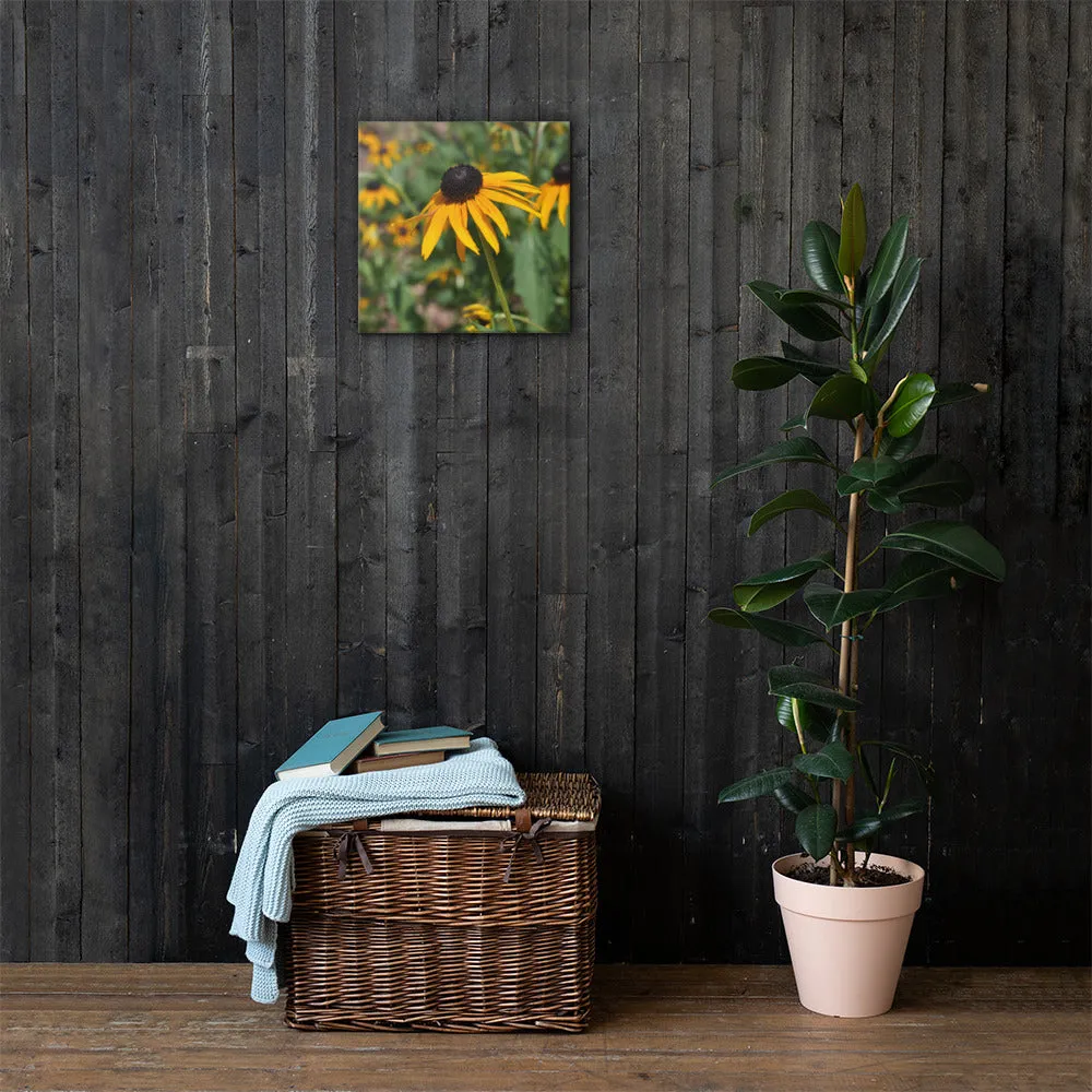 Black-eyed Susan Canvas - Photograph by Alex Osborn