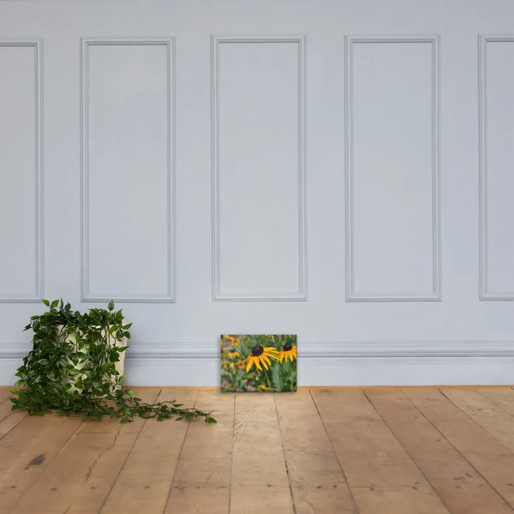 Black-eyed Susan Canvas - Photograph by Alex Osborn