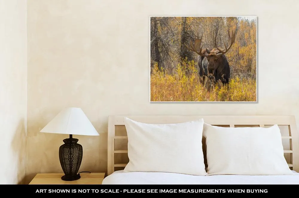 Gallery Wrapped Canvas, Bull Moose In Fall