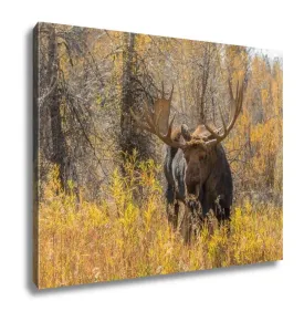 Gallery Wrapped Canvas, Bull Moose In Fall